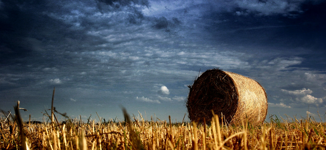 Croatia_Baranja_Belje_Agricultural field